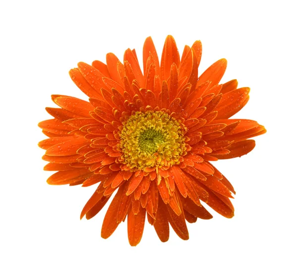 Bela Flor Gerbera Laranja Isolada Fundo Branco — Fotografia de Stock