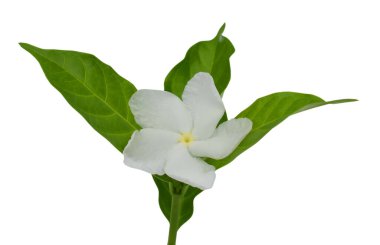 Beyaz arka planda izole edilmiş güzel sampaguita çiçekleri