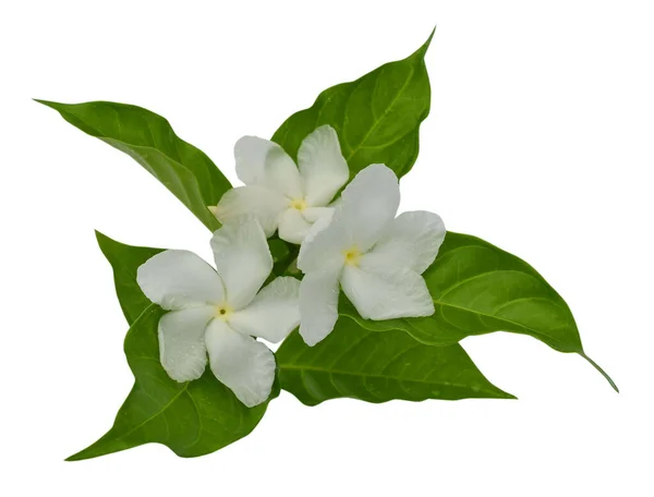 Beautiful Sampaguita Flowers Isolated White Background — Stock Photo, Image