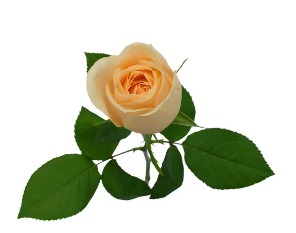Hermosa Flor Rosa Aislada Sobre Fondo Blanco —  Fotos de Stock