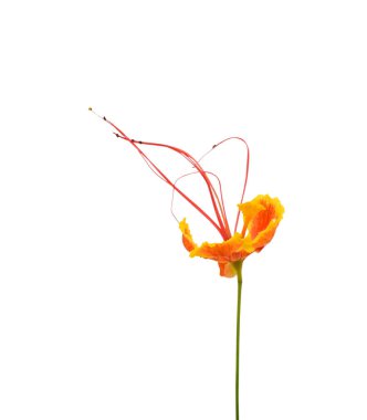 Caesalpinia pulcherrima çiçeği, beyaz arka planda izole edilmiş.
