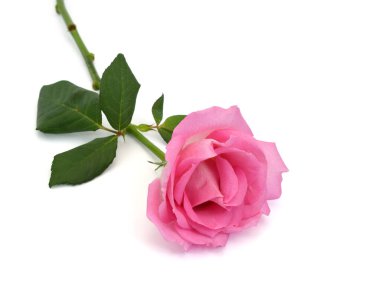 Beyaz arka planda izole edilmiş güzel pembe gül çiçeği.