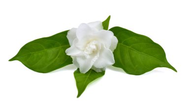 güzel Jasminum sambac çiçeği (sampaguita, melati putih) beyaz arka planda izole edilmiş