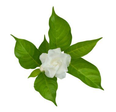 güzel Jasminum sambac çiçeği (sampaguita, melati putih) beyaz arka planda izole edilmiş