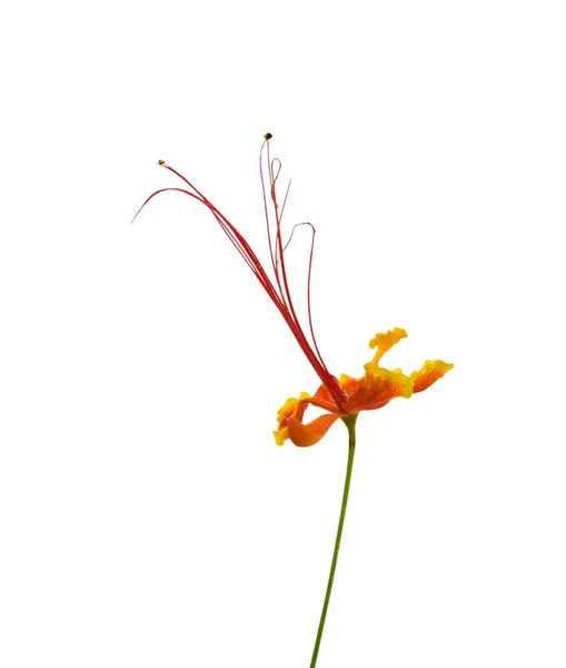 Caesalpinia Pulcherrima Flower Closeup Isolated White Background — Stock Photo, Image