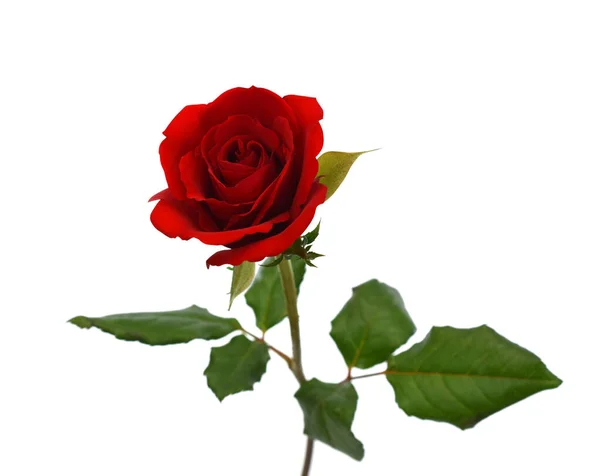 Güzel kırmızı gül çiçeği beyaz arkaplanda izole edilmiş.