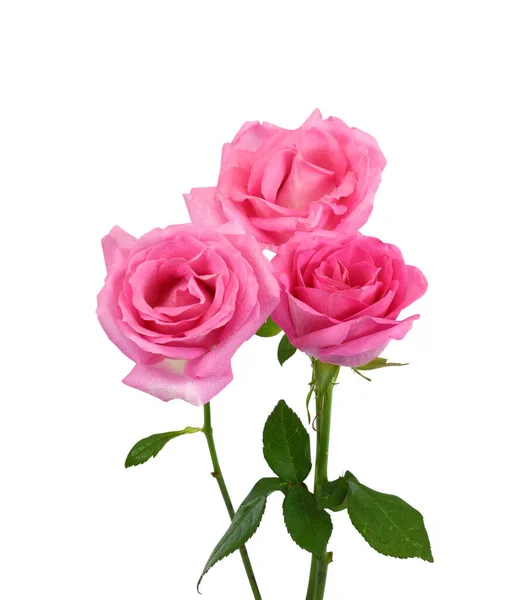 Beautiful Bouquet Rose Flowers Isolated White Background — Stock Photo, Image