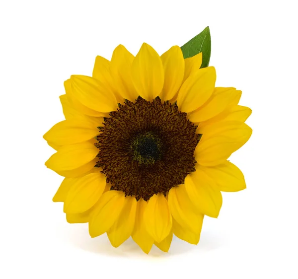 Beautiful Sunflower Isolated White Background — Stock Photo, Image