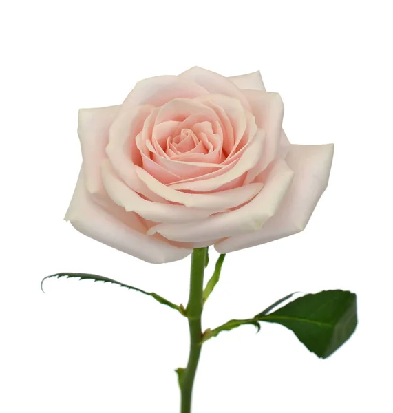 Beyaz Arka Planda Izole Edilmiş Güzel Pembe Gül Çiçeği — Stok fotoğraf