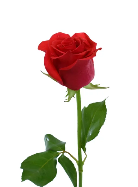 Bella Rosa Rossa Fiore Isolato Sfondo Bianco — Foto Stock