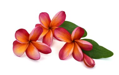 Güzel kırmızı plumeria rubra çiçeği beyaz arka planda izole edilmiş.
