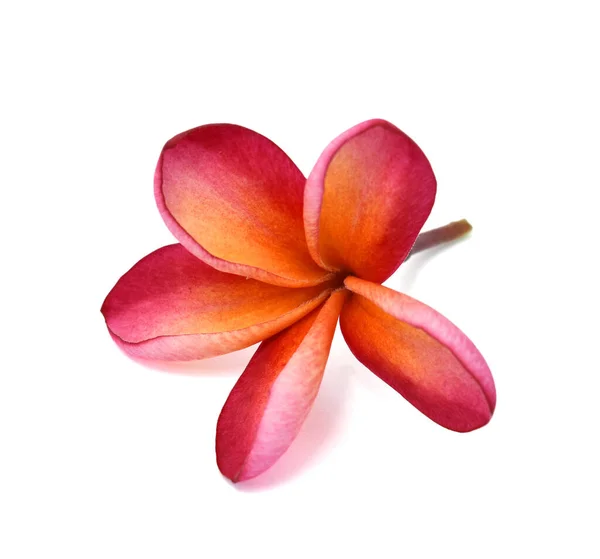 Bela Flor Rubra Plumeria Vermelho Isolado Fundo Branco — Fotografia de Stock