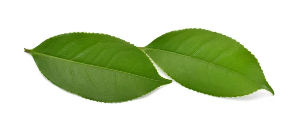 Hoja Verde Aislada Sobre Fondo Blanco — Foto de Stock