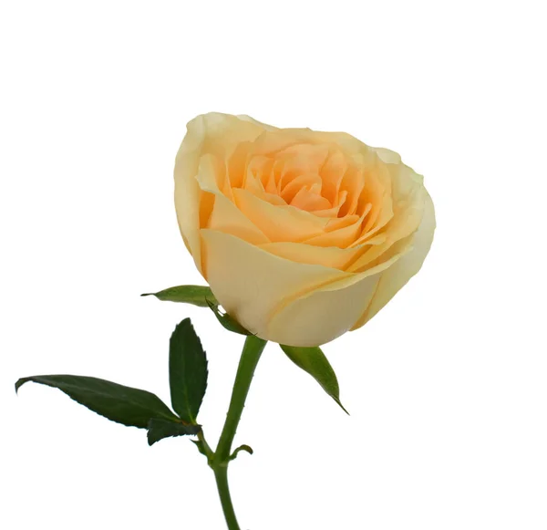 Belle Fleur Rose Jaune Isolée Sur Fond Blanc — Photo
