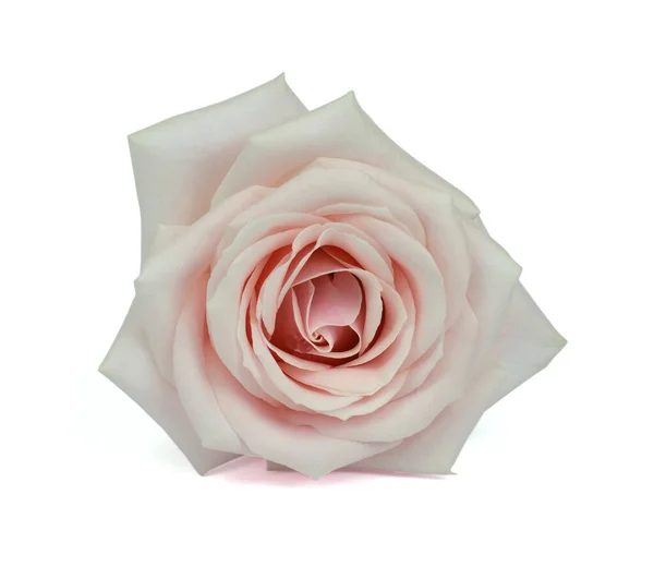 Hermosa Rosa Flor Aislada Sobre Fondo Blanco — Foto de Stock