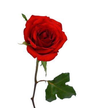 Güzel kırmızı gül çiçeği beyaz arkaplanda izole edilmiş.