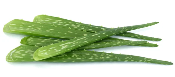 Aloe Vera Isolata Fondo Bianco — Foto Stock