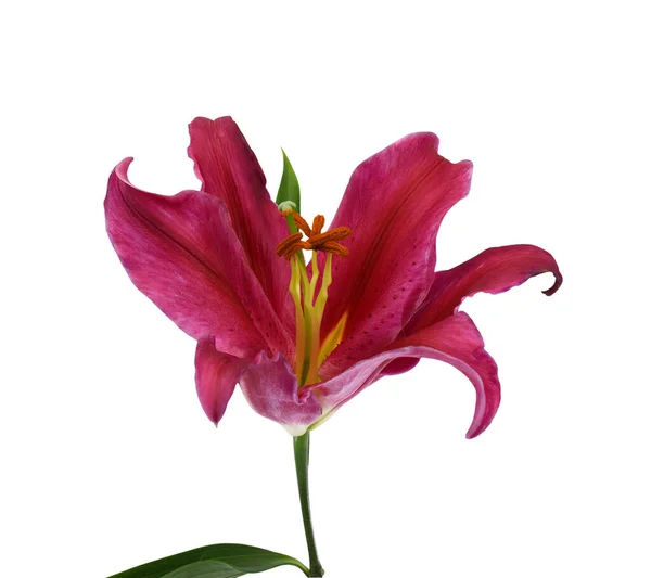 Beautiful Red Lily Flower Isolated White Background — Stock Photo, Image