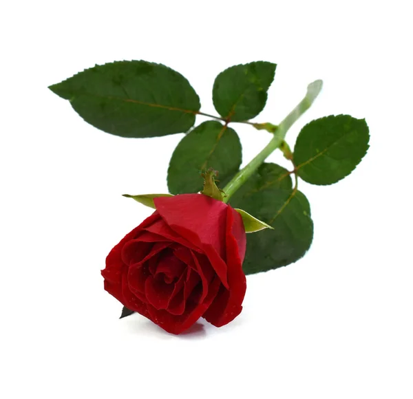 Bela Rosa Vermelha Flor Isolada Fundo Branco — Fotografia de Stock
