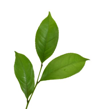 Taze yeşil çay yaprakları (kamelya sinensis) beyaz arka planda izole edilmiştir