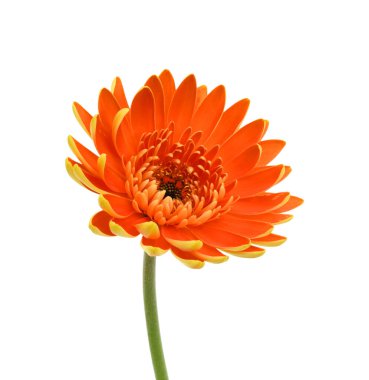 beautiful gerbera daisy flower isolated on white background clipart