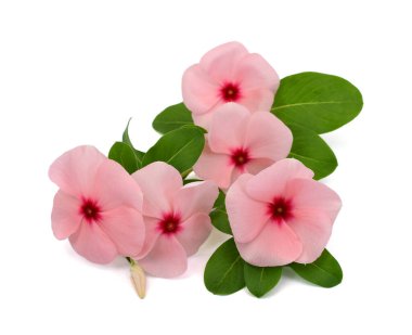 Güzel Periwinkle çiçeği beyaz arkaplanda izole edilmiş