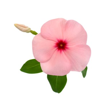 Güzel Periwinkle çiçeği beyaz arkaplanda izole edilmiş