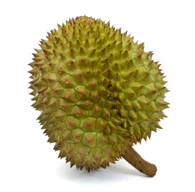 Meyve kralı, kesme yolu ile beyaz arkaplanda izole durian