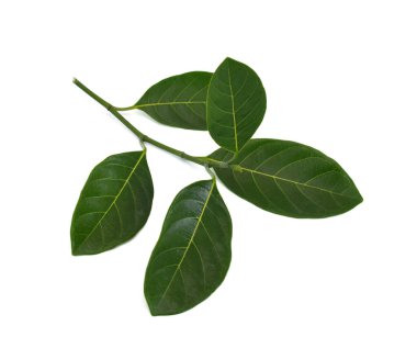 Beyaz arka planda karabuğday yaprakları izole