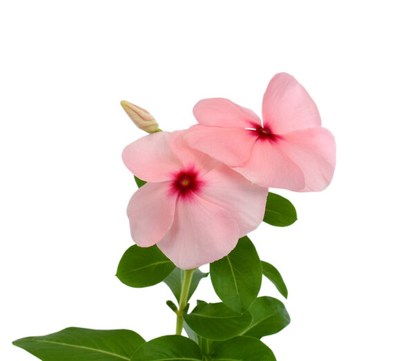 красивый цветок Periwinkle изолированы на белом фоне