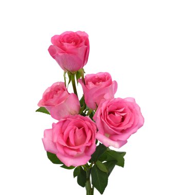 Beyaz arka planda izole edilmiş güzel bir buket gül.