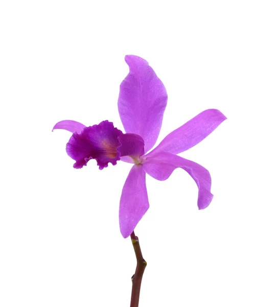 Krásná Fialová Cattleya Orchidej Květiny Izolované Bílém Pozadí — Stock fotografie