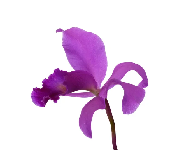 Bela Flor Orquídea Cattleya Roxo Isolado Fundo Branco — Fotografia de Stock