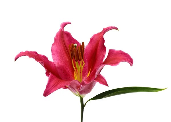 Cerca Flor Lirio Floreciente Aislado Sobre Fondo Blanco — Foto de Stock