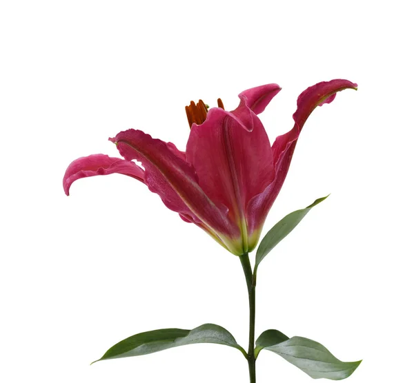 Cerca Flor Lirio Floreciente Aislado Sobre Fondo Blanco — Foto de Stock