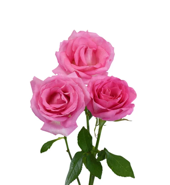 Bellissimo Mazzo Fiori Rosa Rosa Isolati Sfondo Bianco — Foto Stock