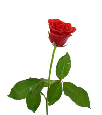 Güzel kırmızı gül çiçeği beyaz arkaplanda izole edilmiş.