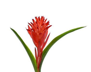 Güzel Kırmızı Bromeliad Çiçeği beyaz arkaplanda izole edilmiş