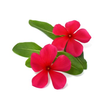 Güzel Periwinkle çiçeği beyaz arkaplanda izole edilmiş