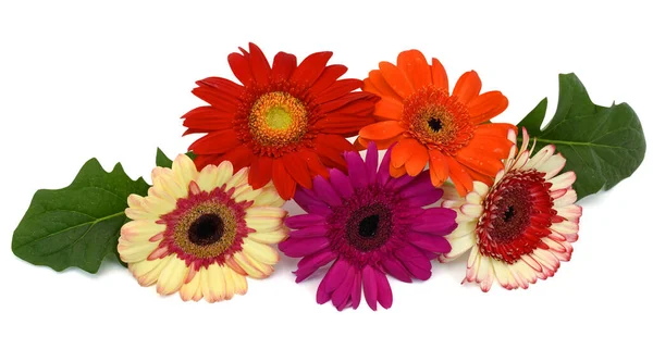 Beau Bouquet Fleurs Gerbera Isolé Sur Fond Blanc — Photo