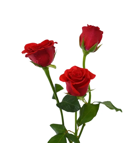 Красивый Букет Красных Цветов Розы Изолированы Белом Фоне — стоковое фото