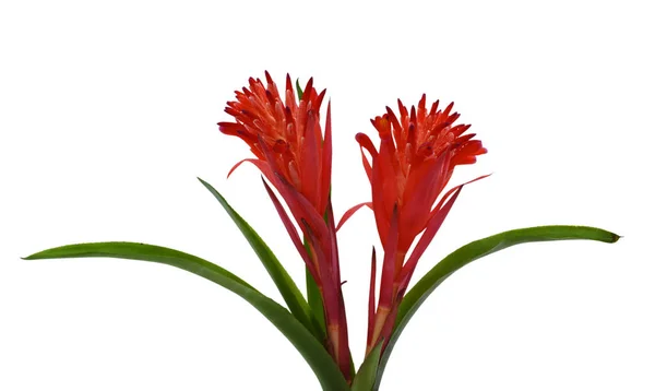 Krásný Červený Bromeliad Květ Izolované Bílém Pozadí — Stock fotografie