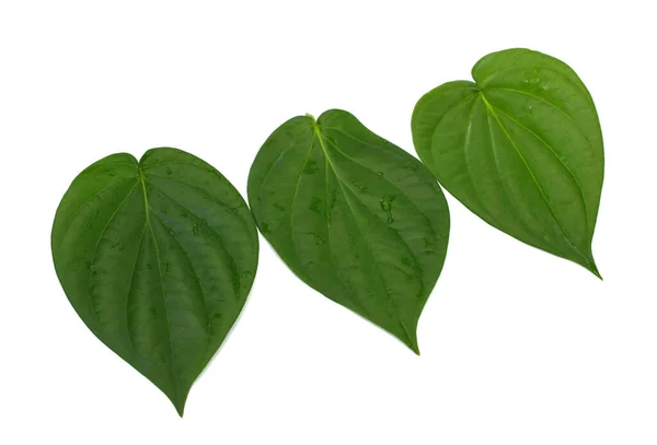 Green Betel Leaf Isolated White Background — Stock Photo, Image
