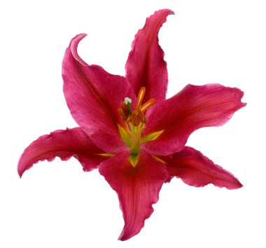 Çiçek açan kırmızı zambak çiçeğini beyaz arkaplanda izole et