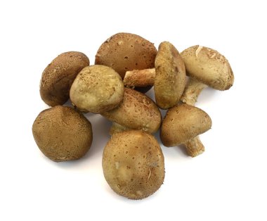 Lentinus beyaz arka planda izole edilmiş mantar edodes