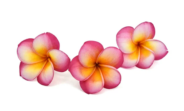 Güzel kırmızı plumeria rubra çiçeği beyaz arka planda izole edilmiş.