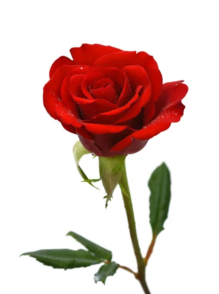 Schöne Rote Rose Blume Isoliert Auf Weißem Hintergrund — Stockfoto