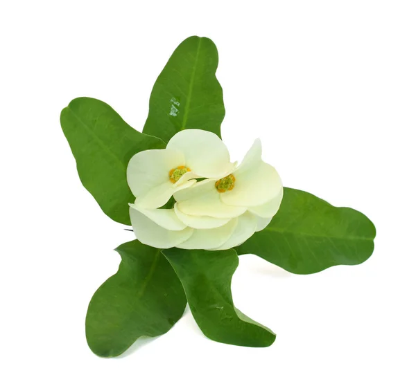 Beautiful Siamese Lucky Plant Flower Isolated White Background — Stock Photo, Image