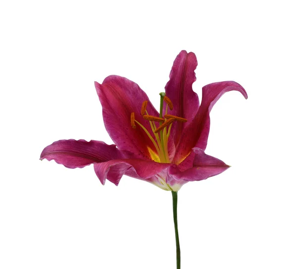 Close Blooming Red Lily Flower Isolated White Background — Stock Photo, Image