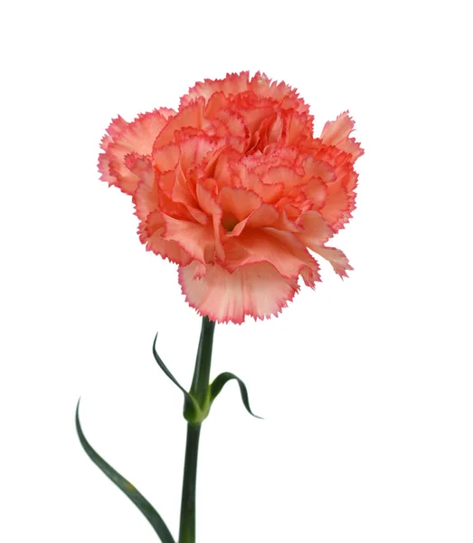 Vacker Nejlika Blomma Isolerad Vit Bakgrund — Stockfoto